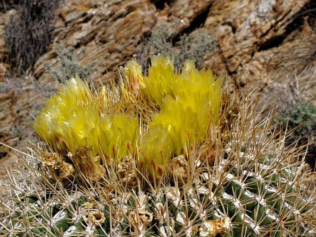 DT-042-2022-03-08.Blooming Barrel Cactus